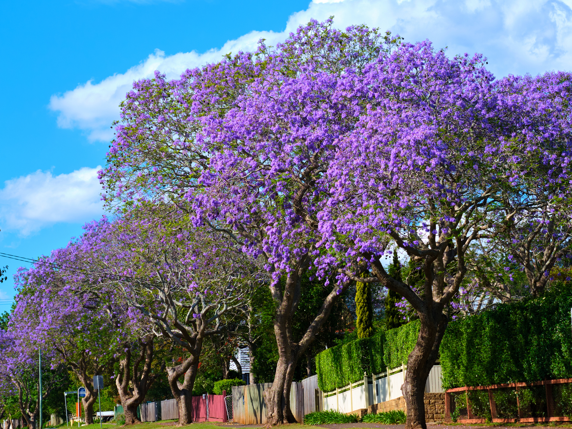 Jacaranda trees