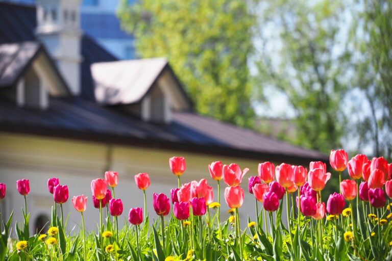 A flower bed with pink and purple tulips in the rays of sunlight against the backdrop of a beautiful white house with a sloping roof. Gardening